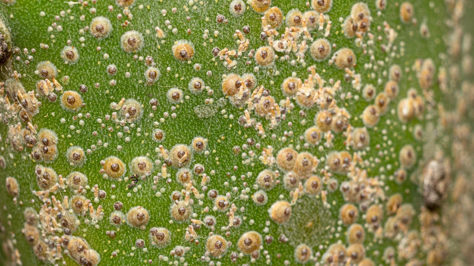 Stop Losing Dragon Fruit To Pests