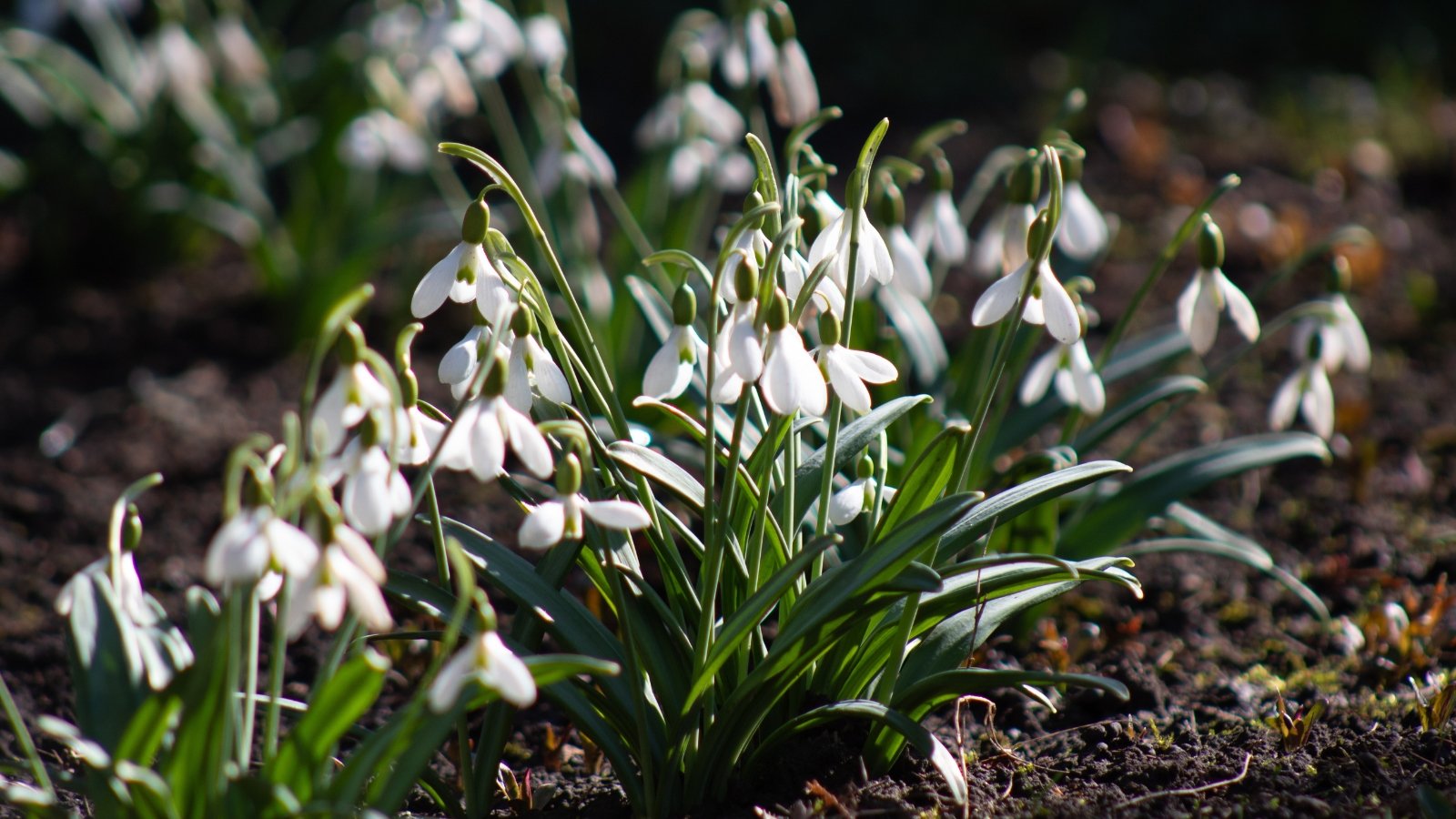 Rock Garden Plants