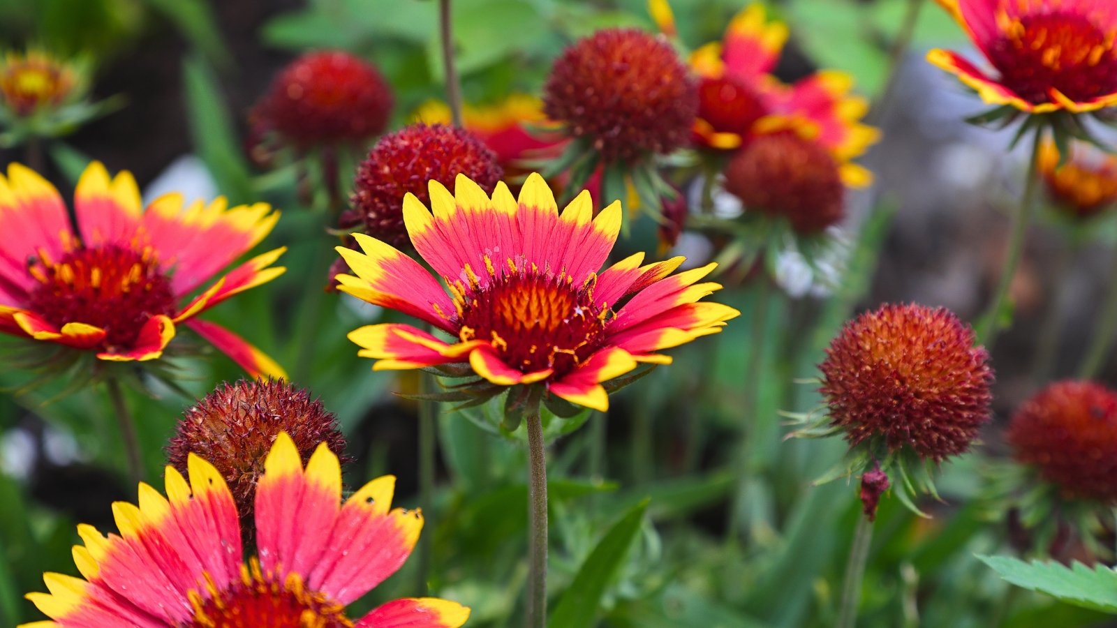 Salt-Loving Flowers