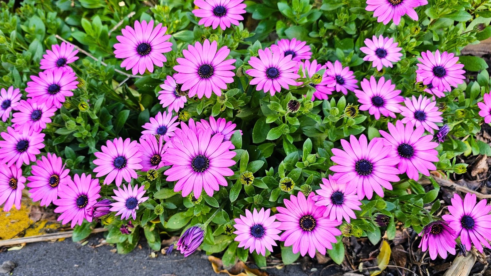 Salt-Loving Flowers