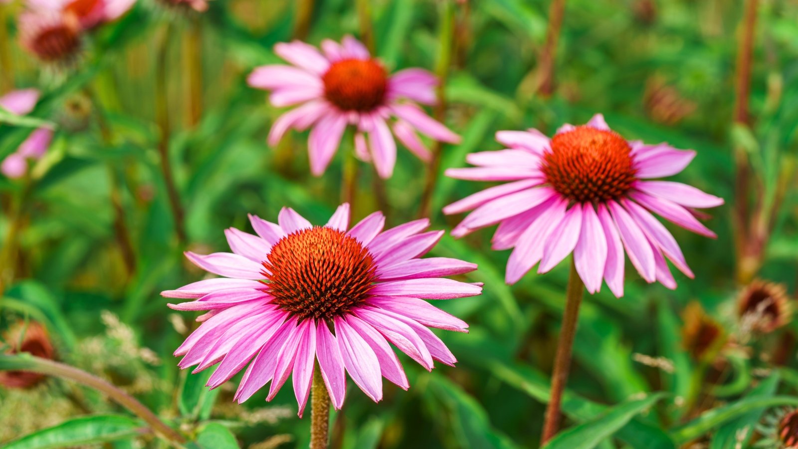 Salt-Loving Flowers