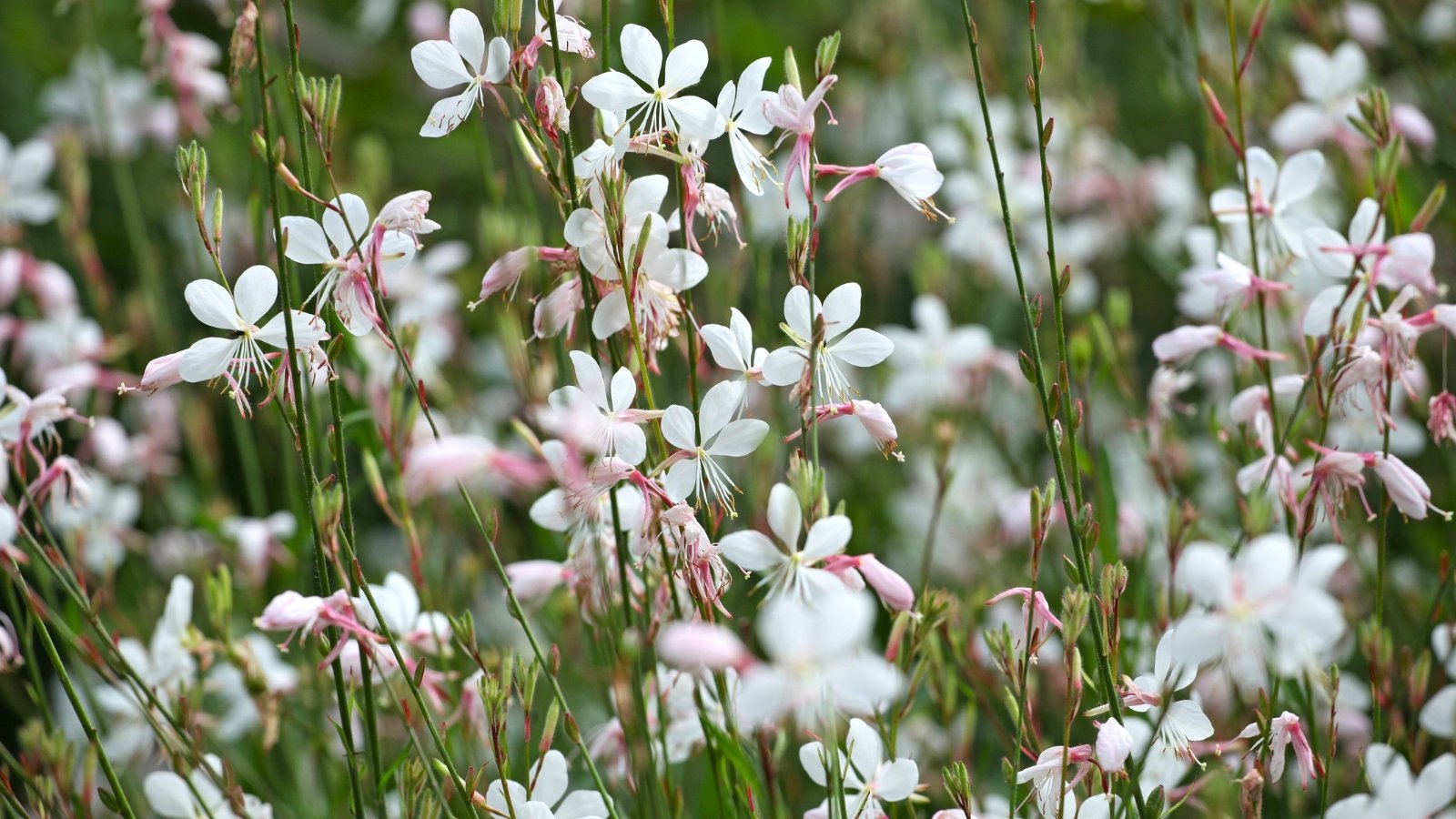 Salt-Loving Flowers