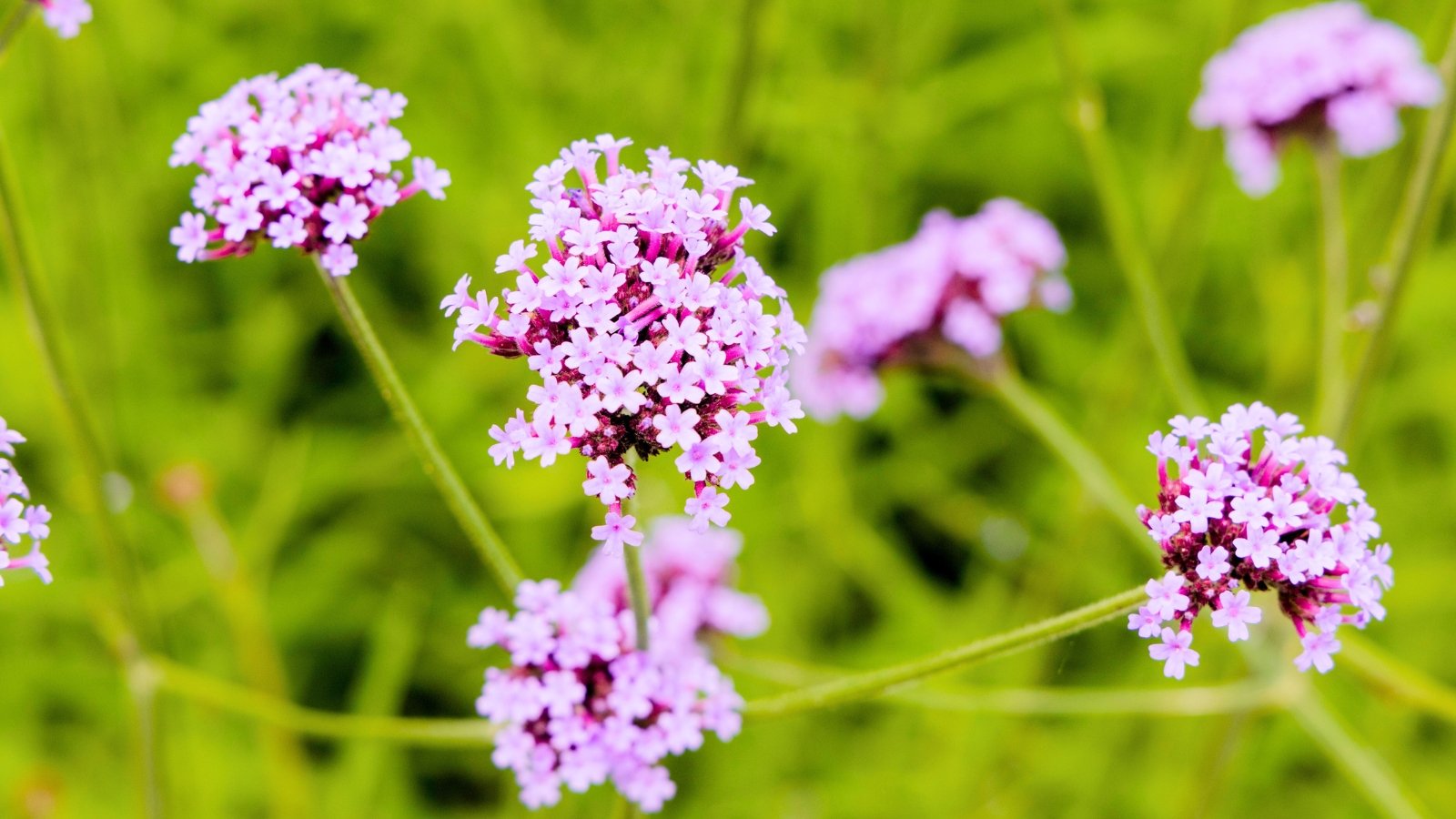 Salt-Loving Flowers