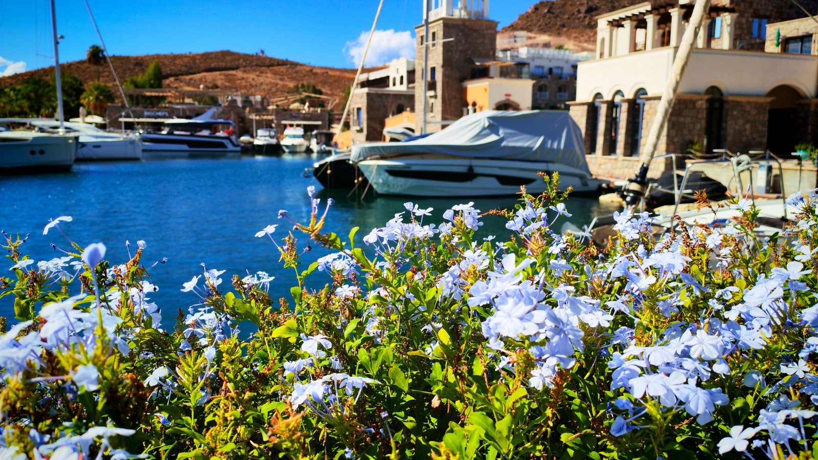 Salt-Loving Flowers