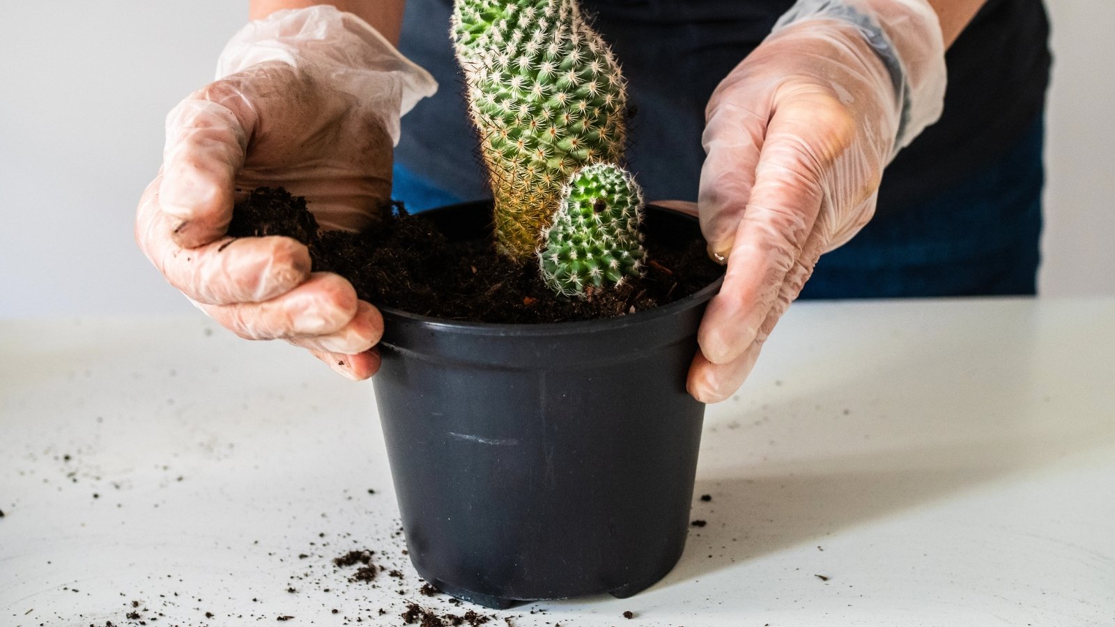 Gloved hands adding soil to a pot around a newly transplanted cactus.