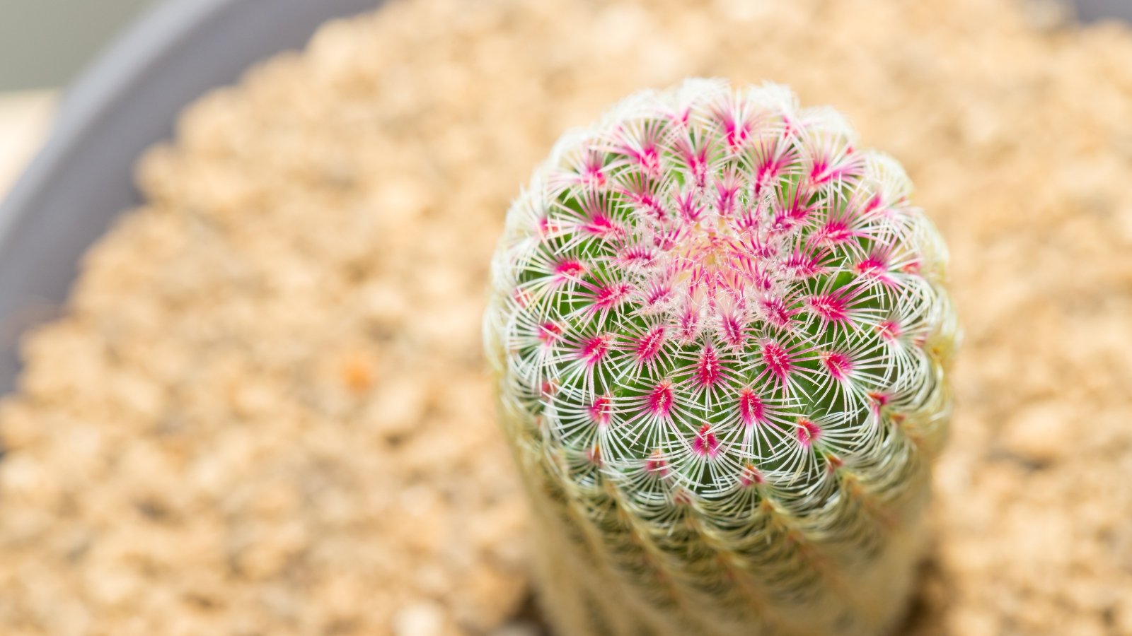 Top-down view of a rainbow hedgehog cactus showing ribbed green stem and bands of white and pink-tipped spines.