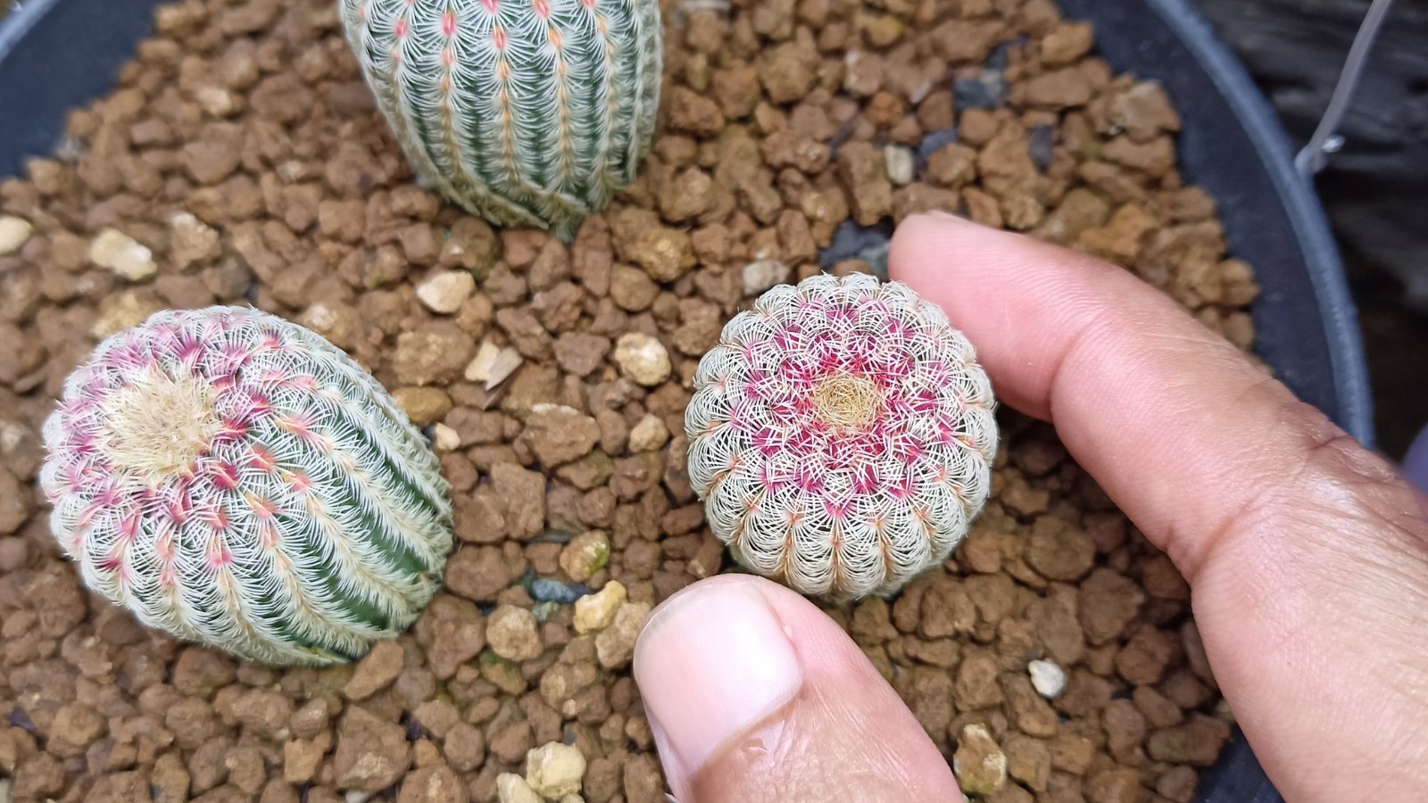 Hands placing small cactus offsets into a pot filled with pebbles.