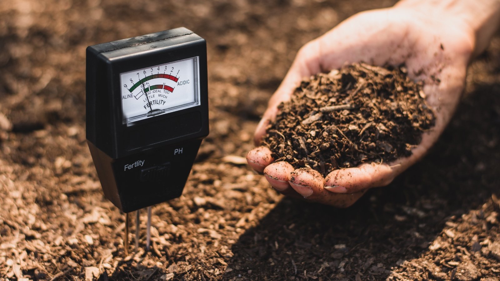 Gardener holding soil next to a soil meter inserted in a garden bed to check pH.