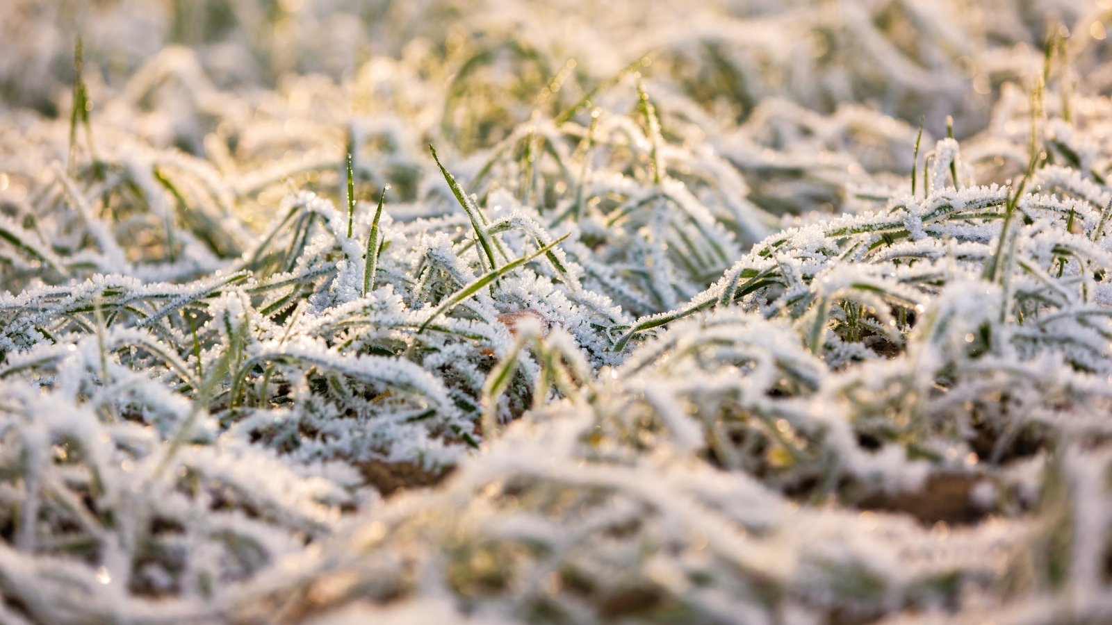 Winter cover crops with thin frosted leaves in a sunny cold-weather garden.