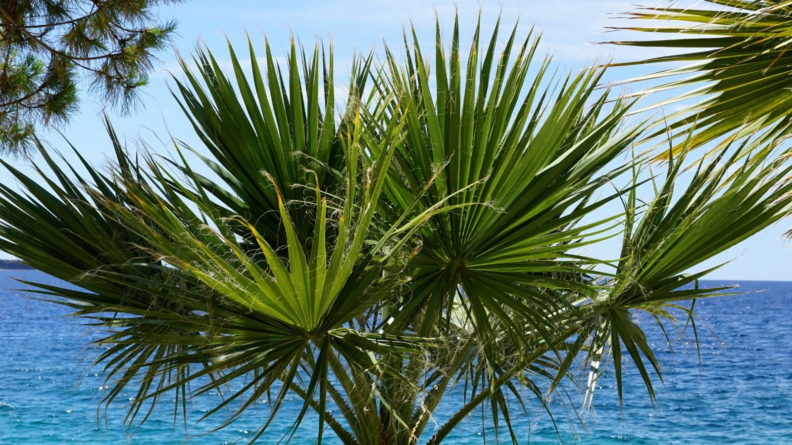 Healthy California fan palm growing near the sea, basking in abundant sunlight.
