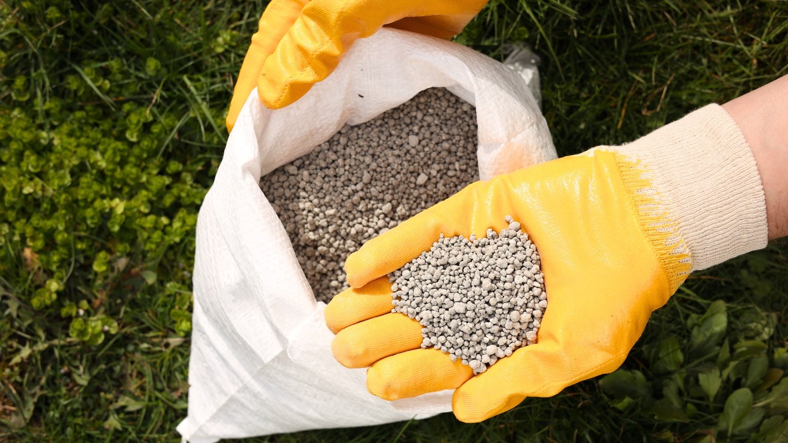 Gardener wearing yellow gloves holding granular fertilizer over a white bag.