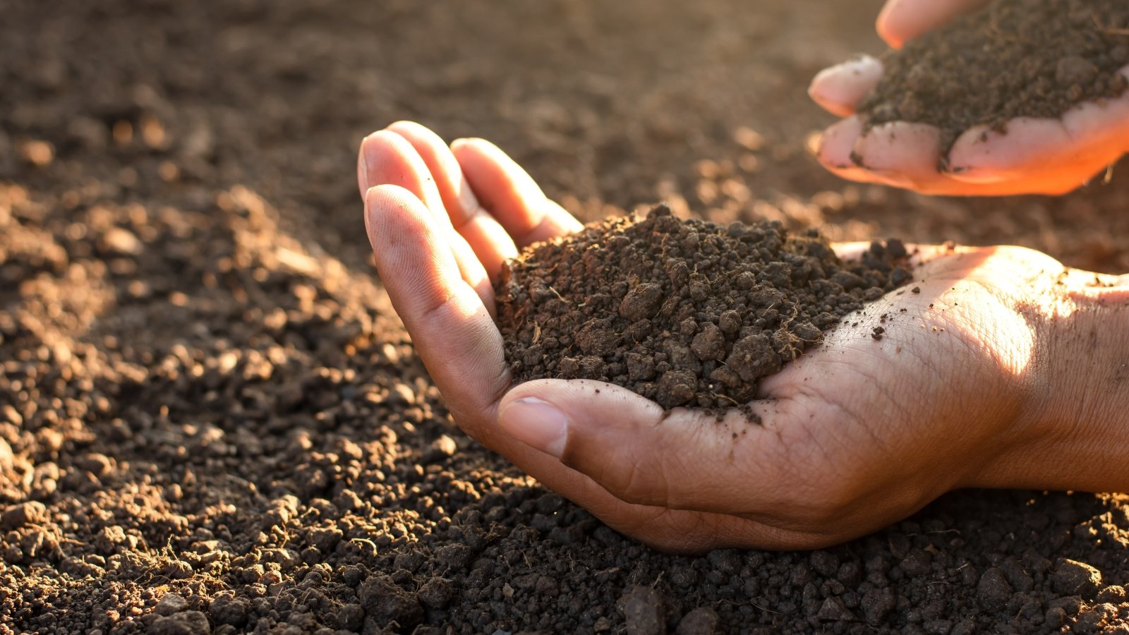 Hands holding crumbly, dark loam soil with a mix of sand, silt, and organic matter.