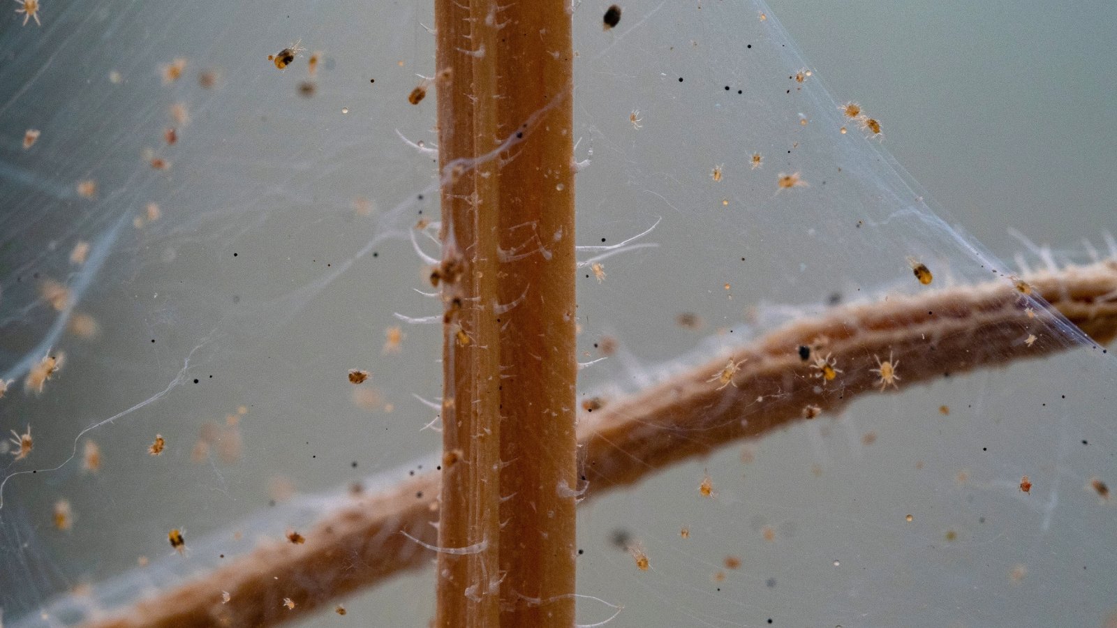 Close-up of tiny spider mites clustered on fine webbing covering plant stems.