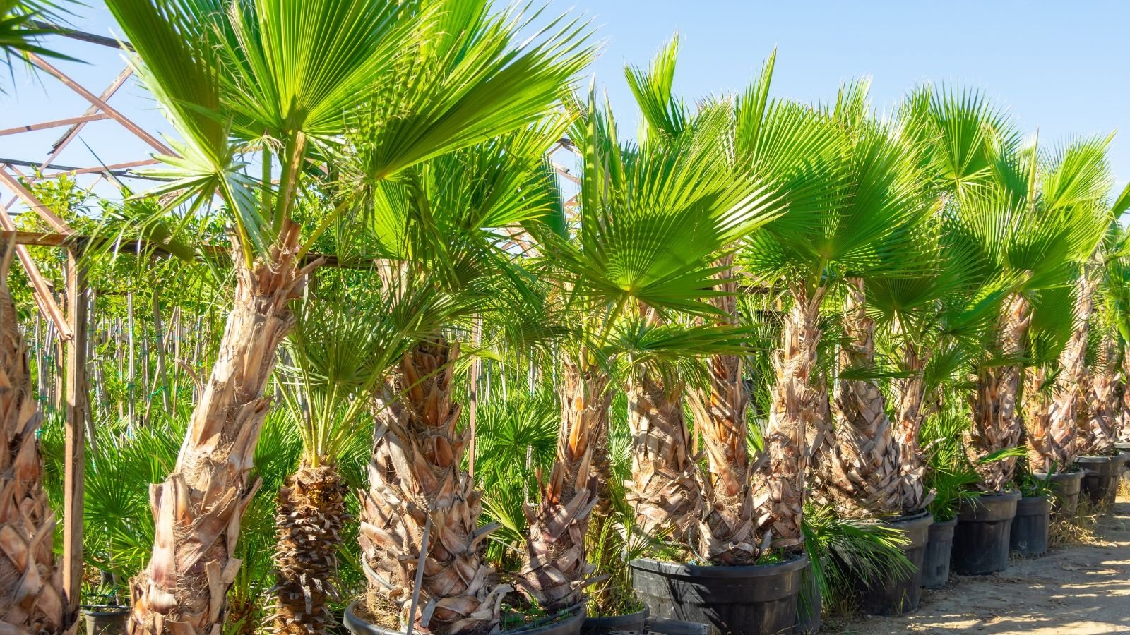 Row of potted California fan palms in containers placed near a fence in warm sunlight.