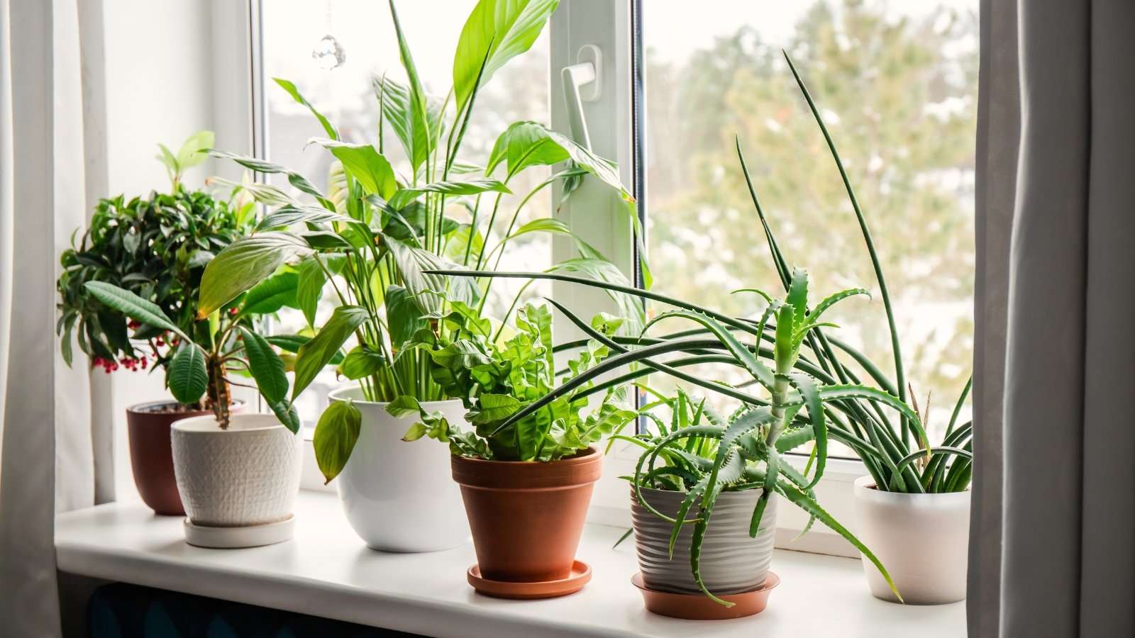 Mixed houseplants with glossy green leaves and textured fronds grouped together on a bright windowsill