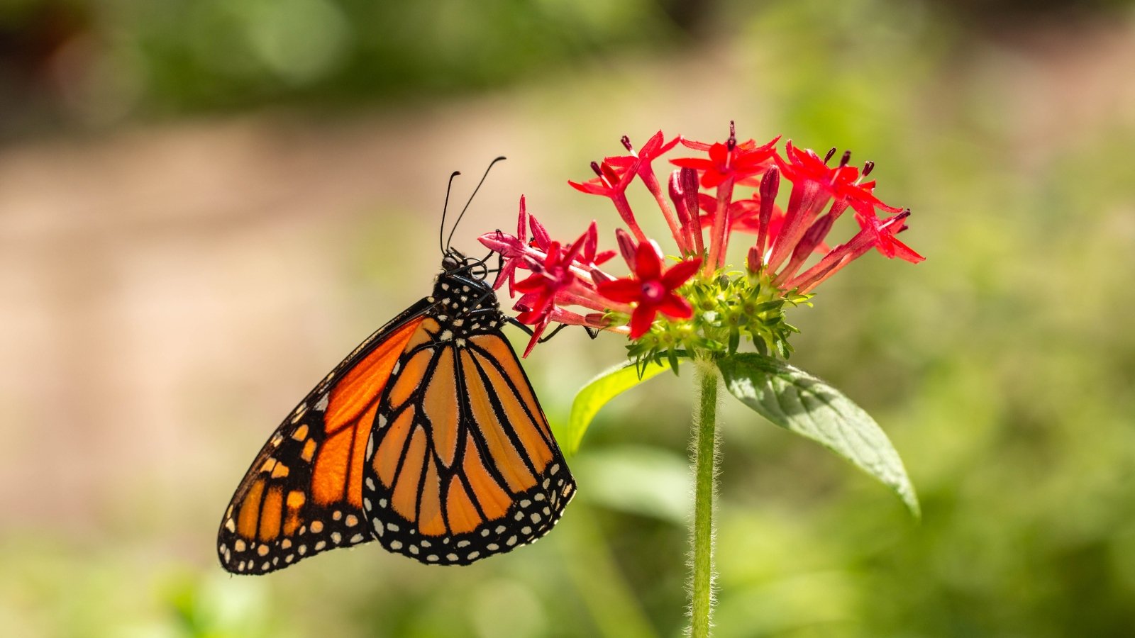 Monarch butterfly feeding on red, star-shaped pentas flowers