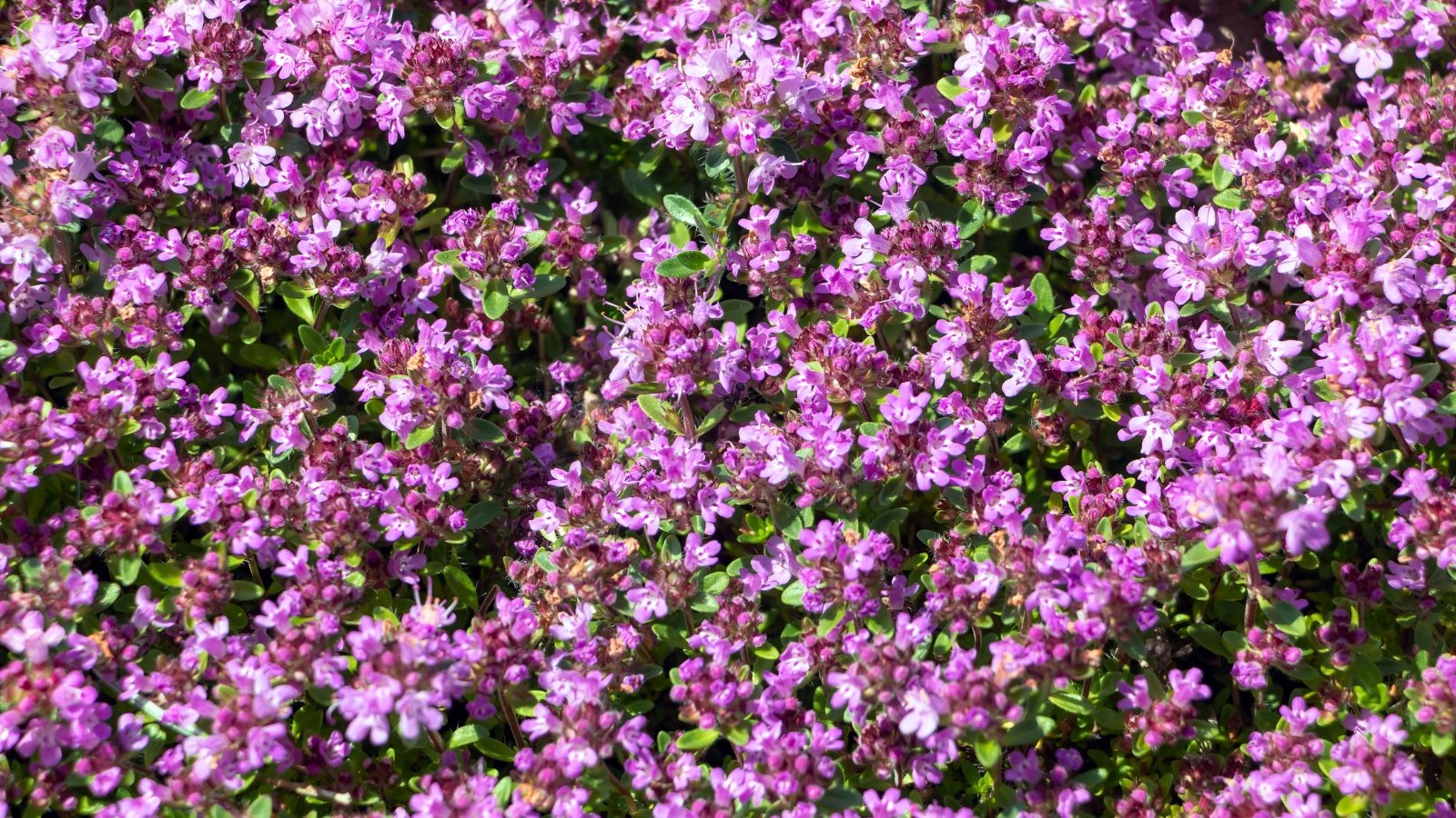 Creeping thyme forming a dense mat of tiny purple-pink flowers just above low foliage