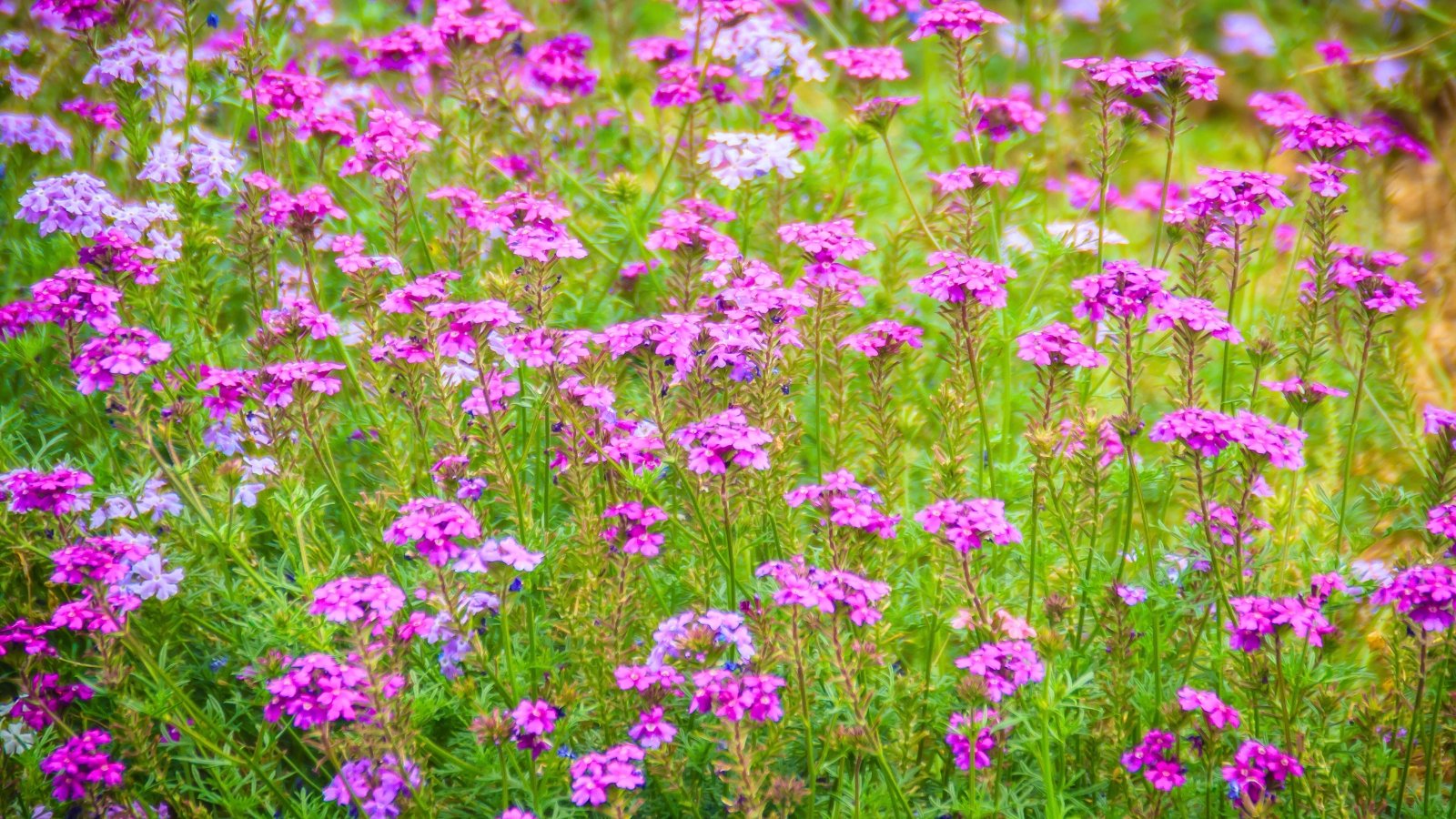 Moss verbena with clusters of small pinkish-purple five-petaled flowers on thin stems and finely lobed leaves
