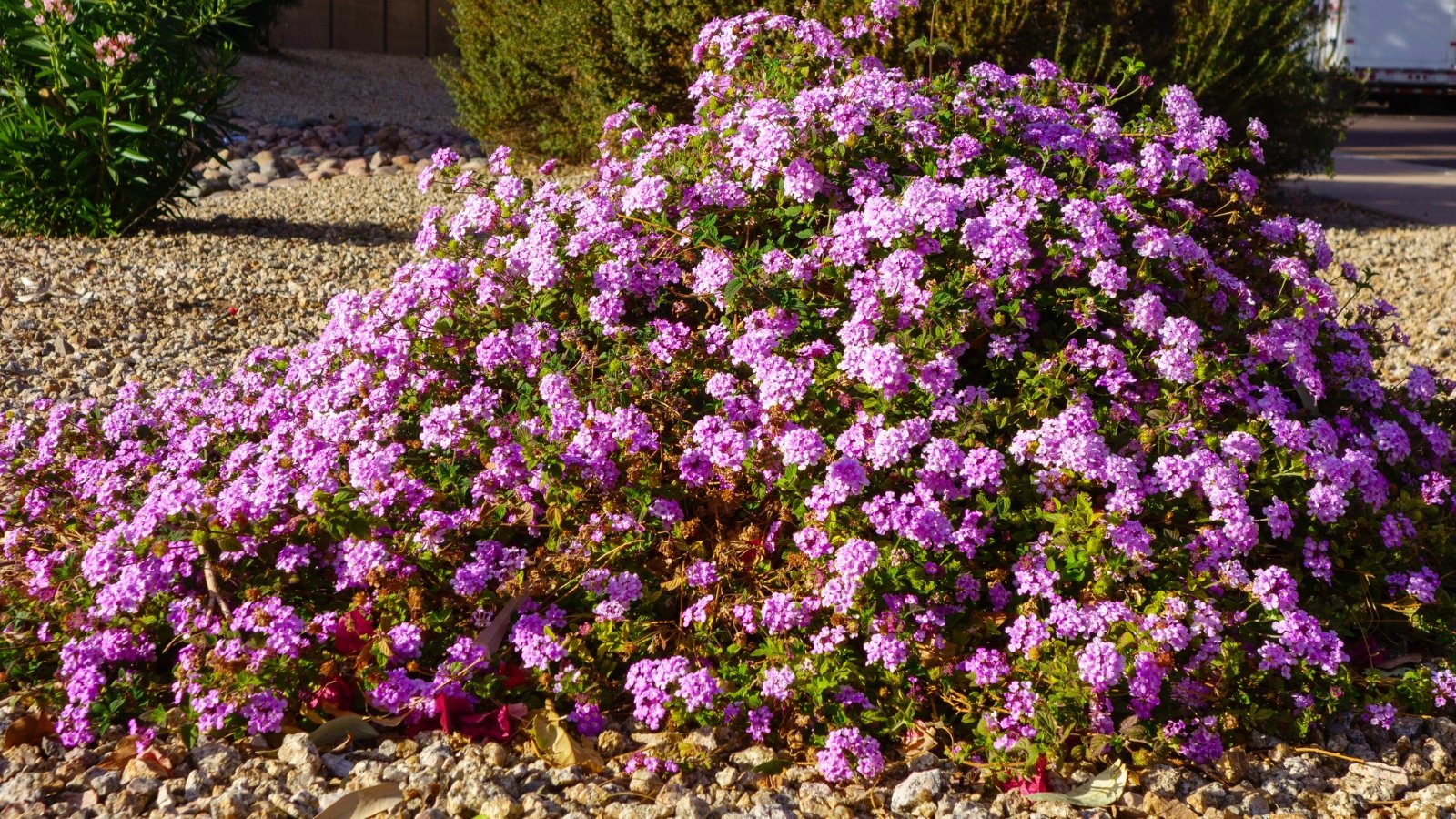 Trailing lantana mound of dark green semi-trailing foliage with many small clustered lilac-purple flowers