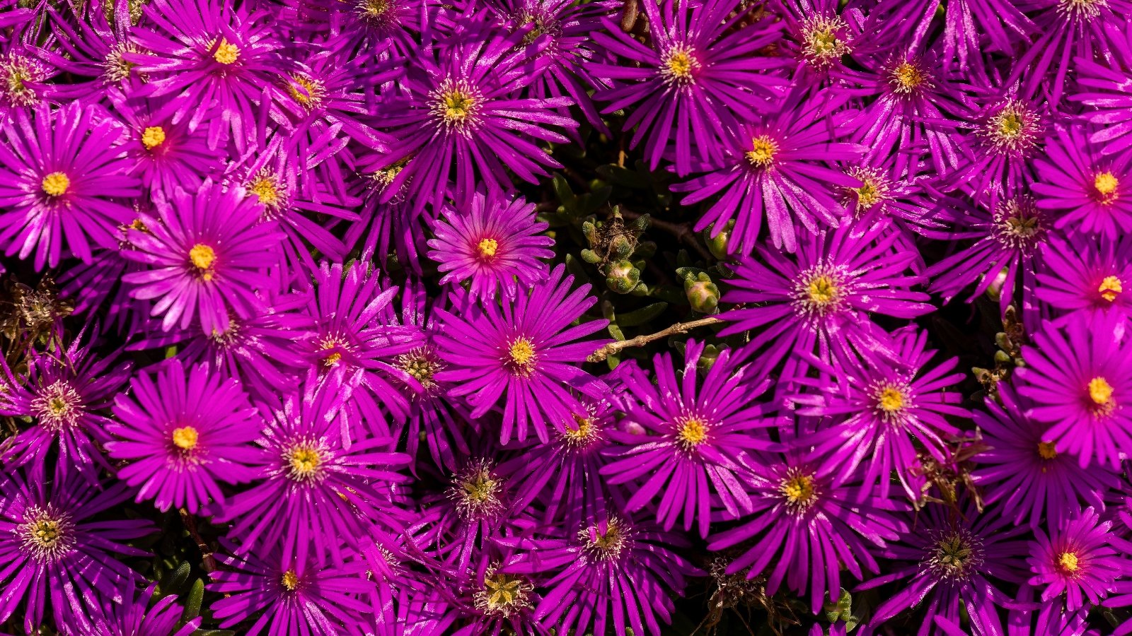 Ice plant mass of vivid magenta daisylike blooms with yellow centers forming a bright floral carpet
