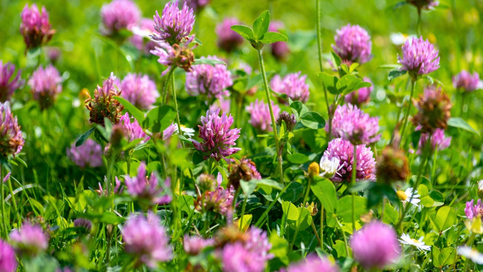 Clover with rounded pink to purple flower heads and trifoliate green leaves