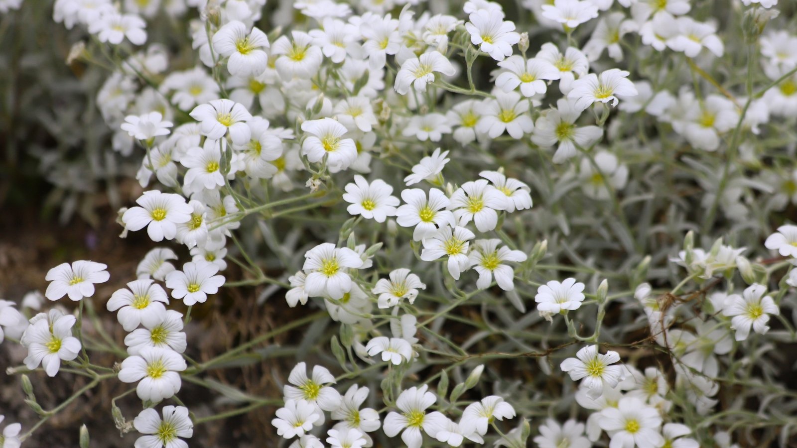 Snow-in-summer with many small pure white flowers above fuzzy silver-green foliage