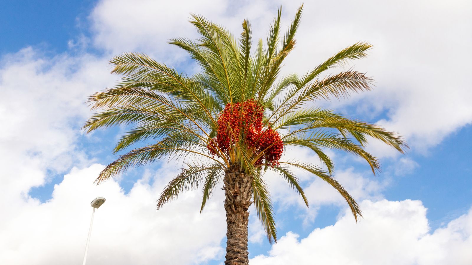 Phoenix dactylifera with sturdy trunk, green fronds, and vibrant red centers