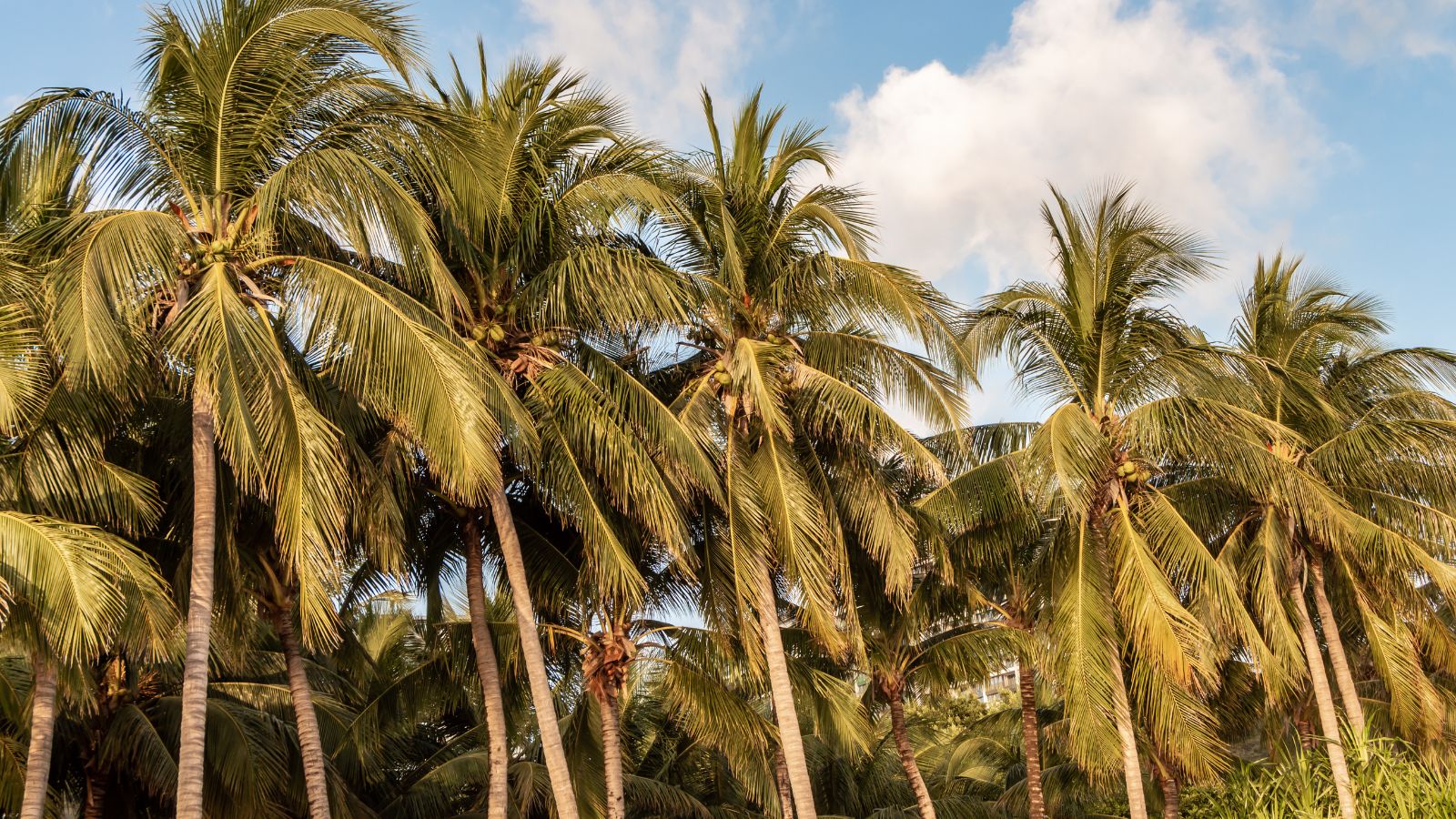 Cocos nucifera leaning elegantly with sky in the background