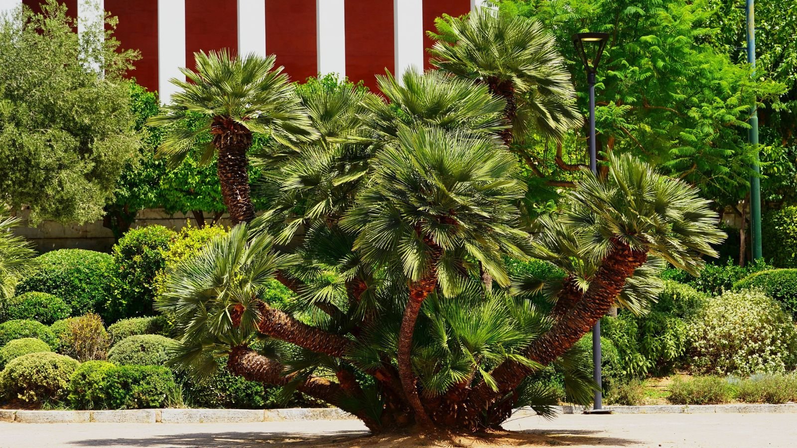 Chamaerops humilis with thick trunks and bright green fan leaves