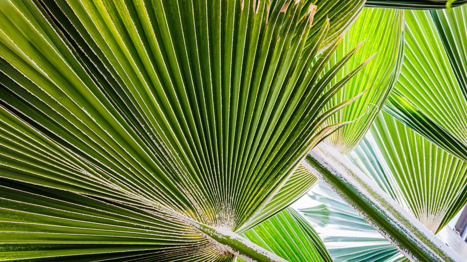 Close-up of Pritchardia hillebrandii leaves with distinct shapes backlit by sunlight