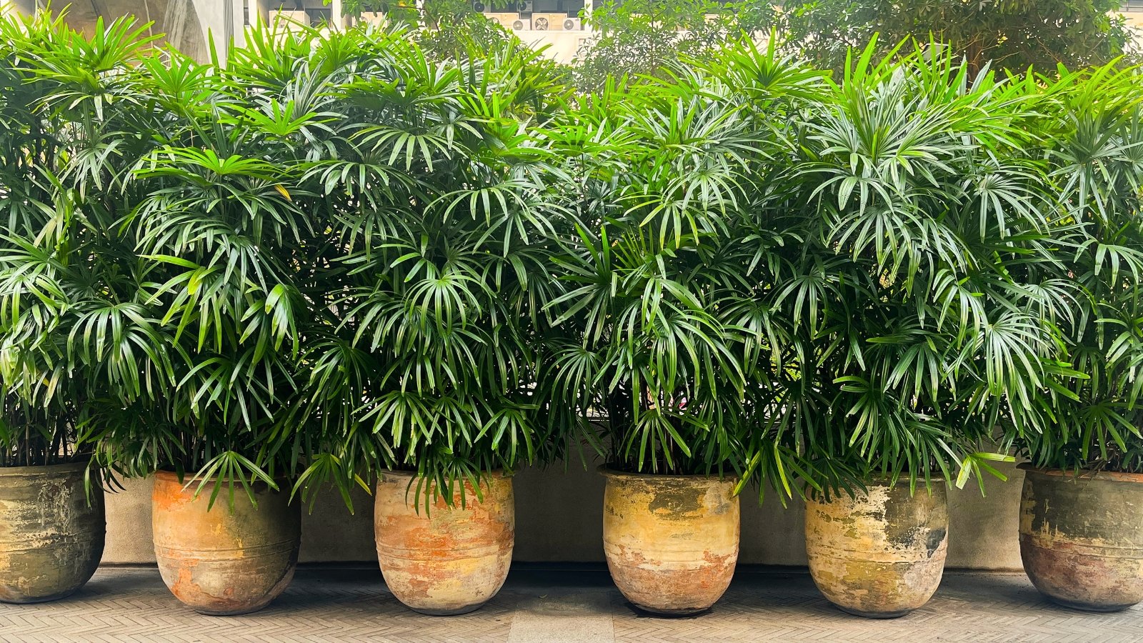 Row of clay pots with lush palms featuring slender, bamboo-like stems and delicate fan-shaped leaves