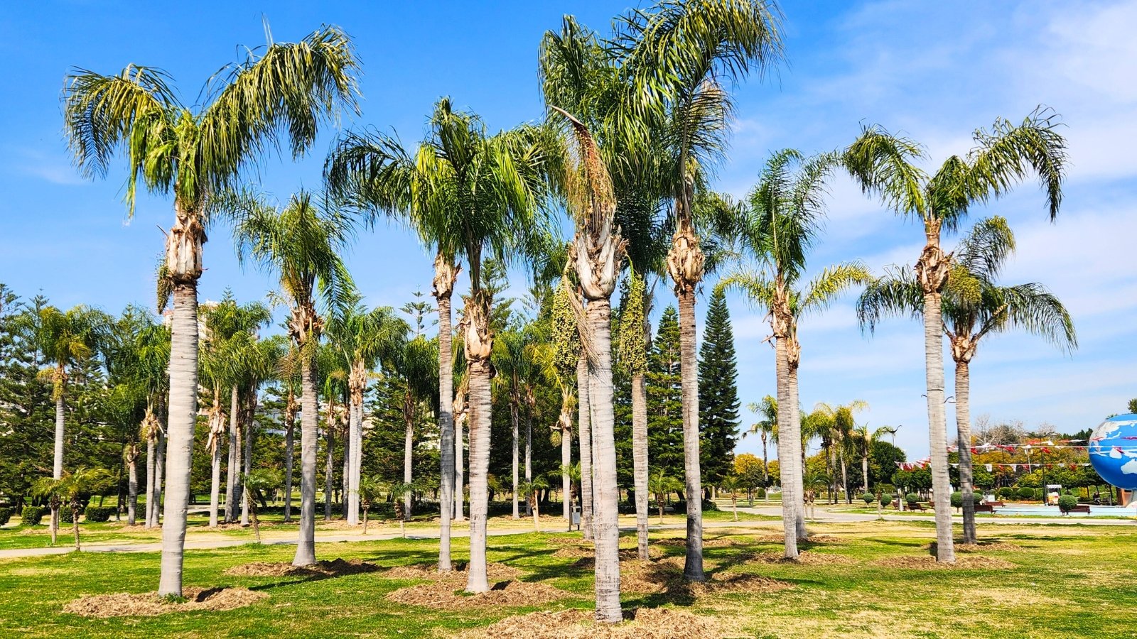 Grove of tall, slender-trunked palms with large, arching green fronds forming a canopy over grass