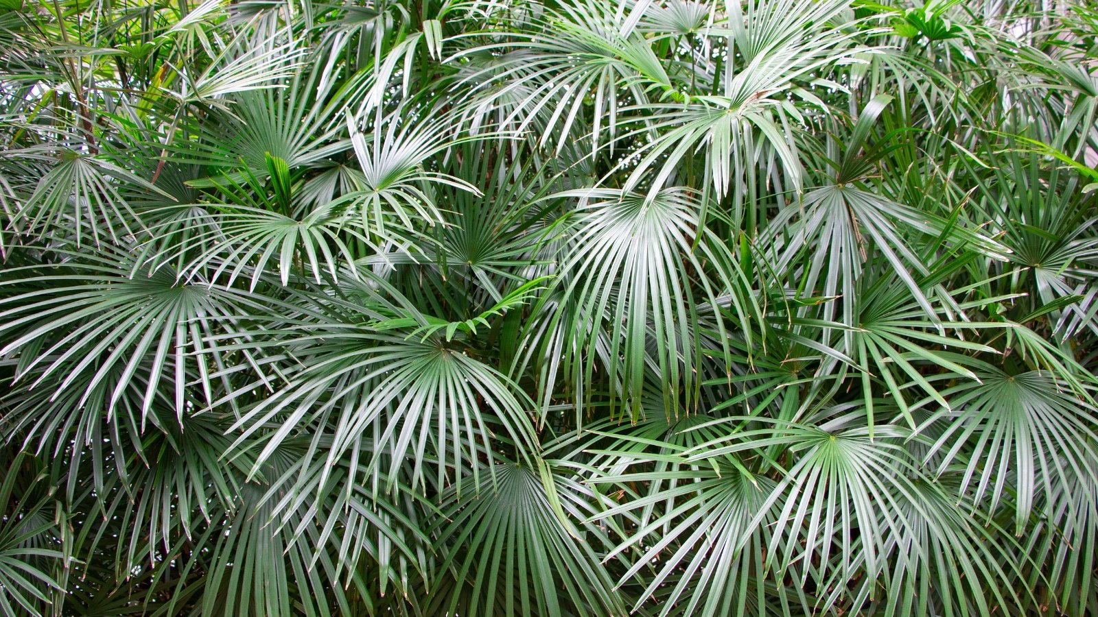 Windmill palm with wide, segmented leaves with a silver-green hue arranged in an overlapping pattern