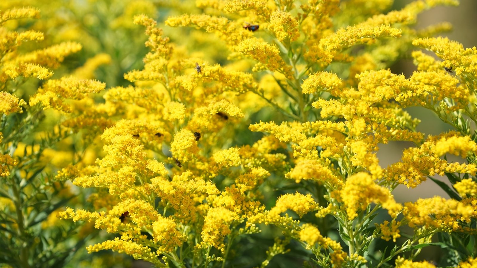 Goldenrod with plume-like clusters of small bright yellow flowers on tall stems