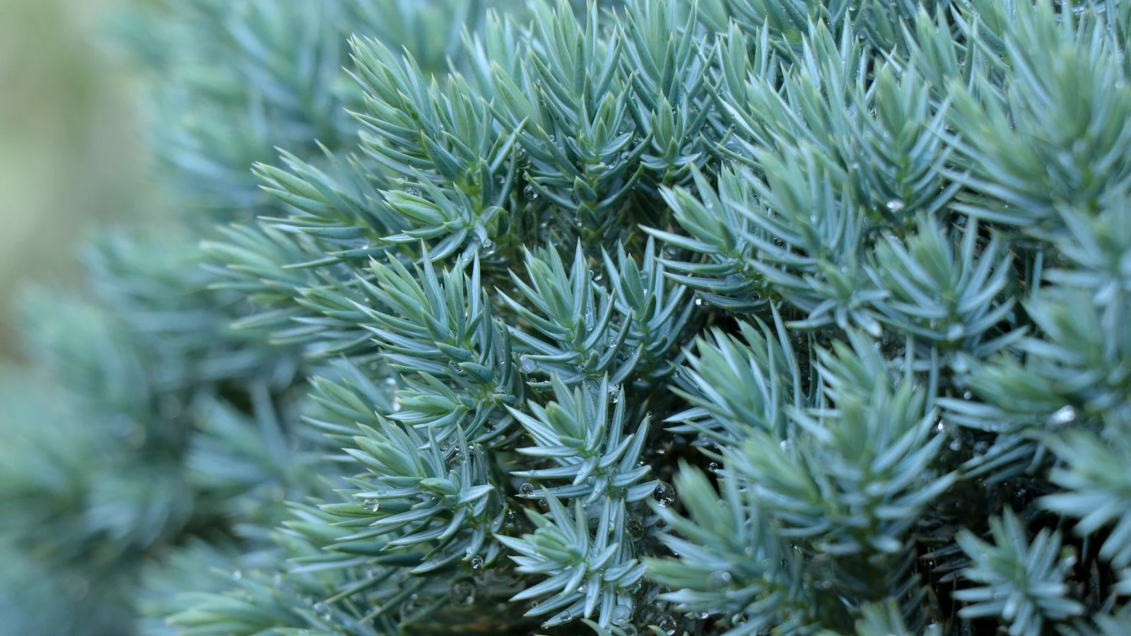 Mini Evergreens