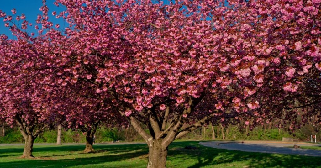 Which Crabapple Is Best for Your Yard
