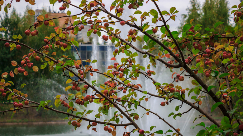 Adams crabapple with bright pink blossoms and shiny red fruit