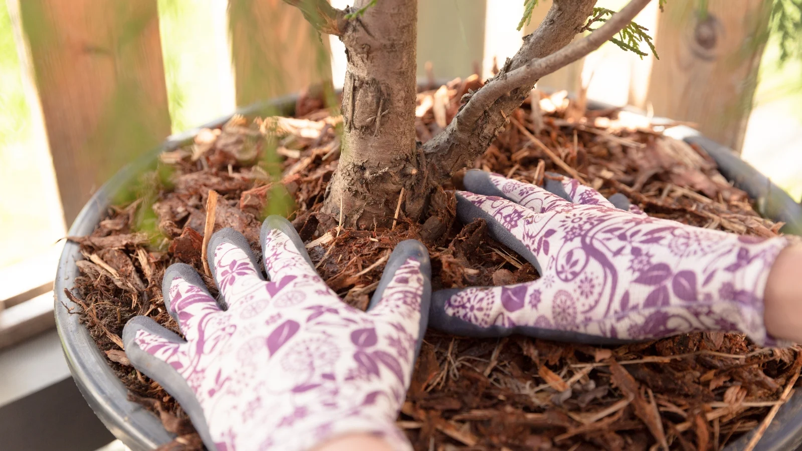 Winter Care for Potted Plants