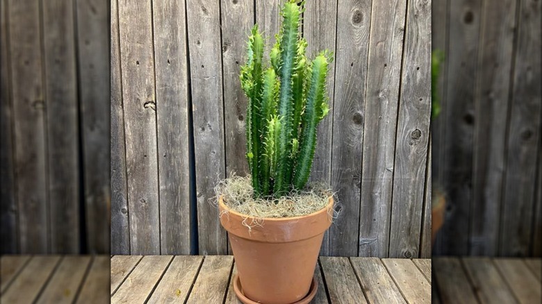 African milk tree with upright columnar stems in a modern interior