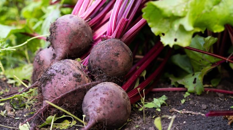Fresh beets pulled from a spring garden bed