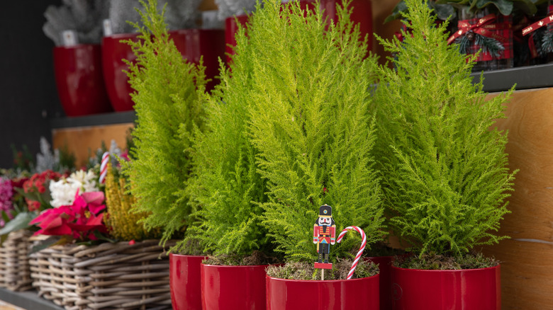 Best potted Christmas tree varieties to use as houseplants