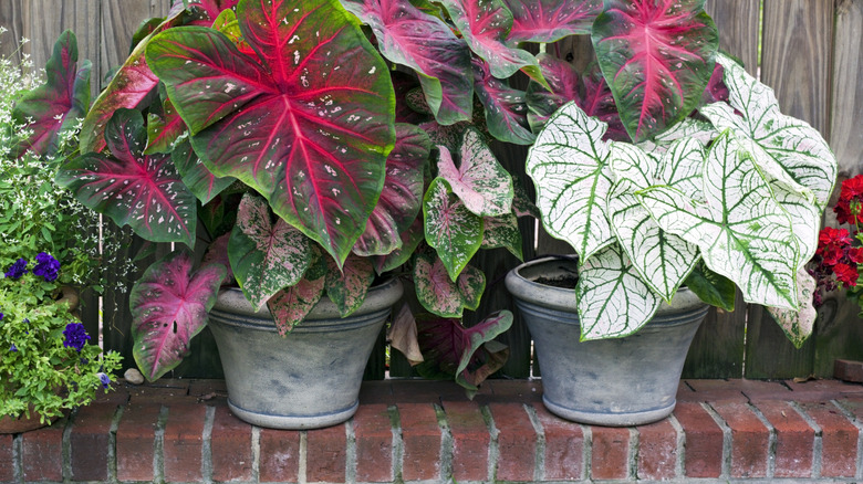 Flower pots elevated on bricks to insulate from frozen ground and retain heat