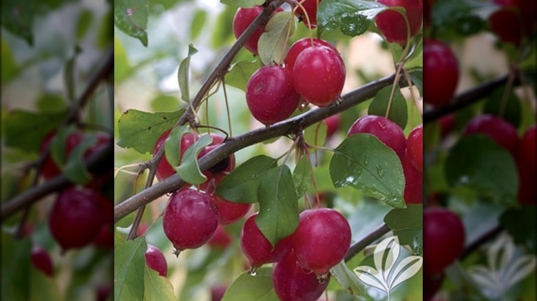 Callaway crabapple tree with white blossoms and dark red fruits