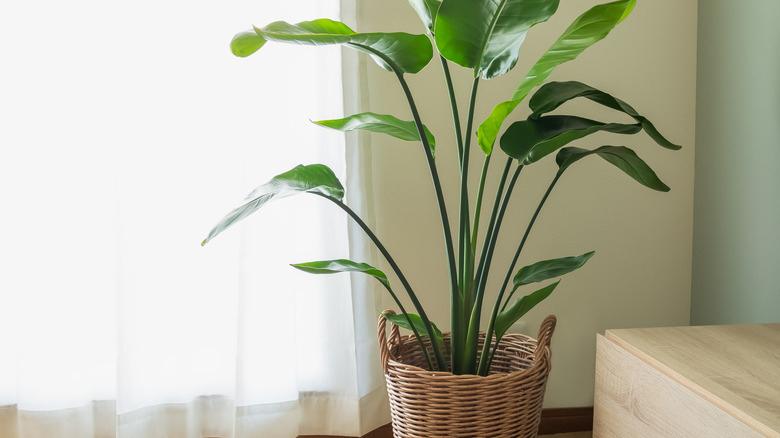 Caring for your Bird of Paradise in winter near a bright window