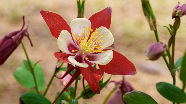 Red and white columbine flowers nodding in dappled shade