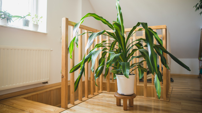 Corn plant with fountain-like glossy leaves on a stair landing