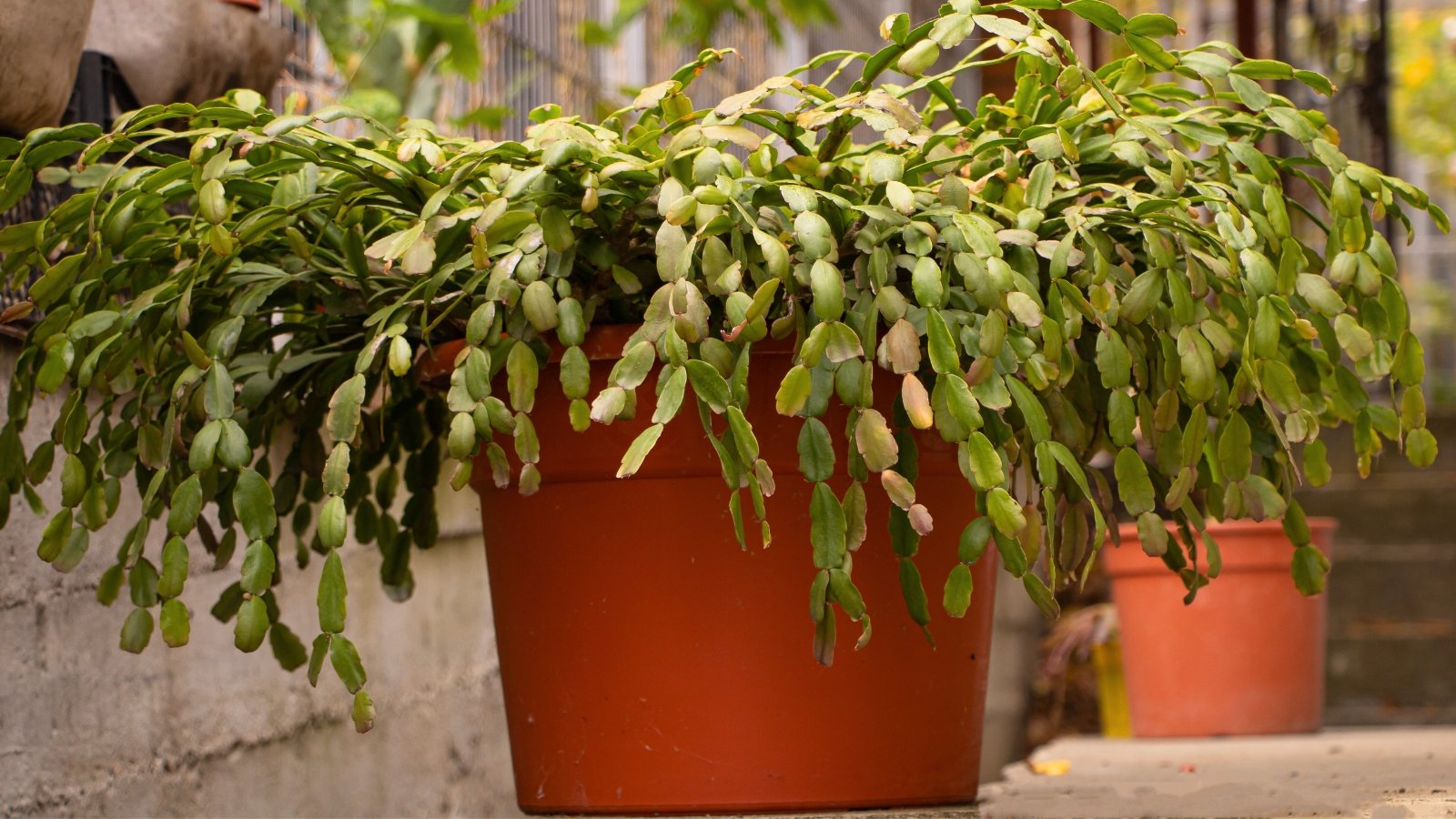 Thick green segmented stems cascading from a large terracotta pot outdoors