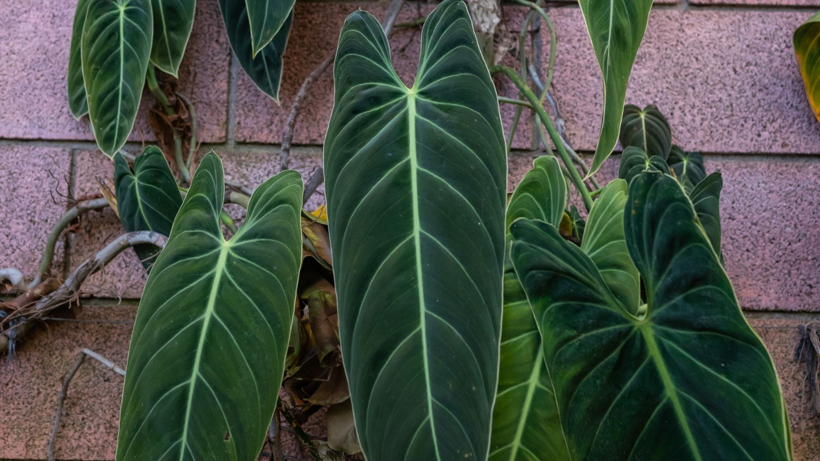 A close-up of long, shield-shaped, dark-green leaves on a brick surface in bright outdoor light