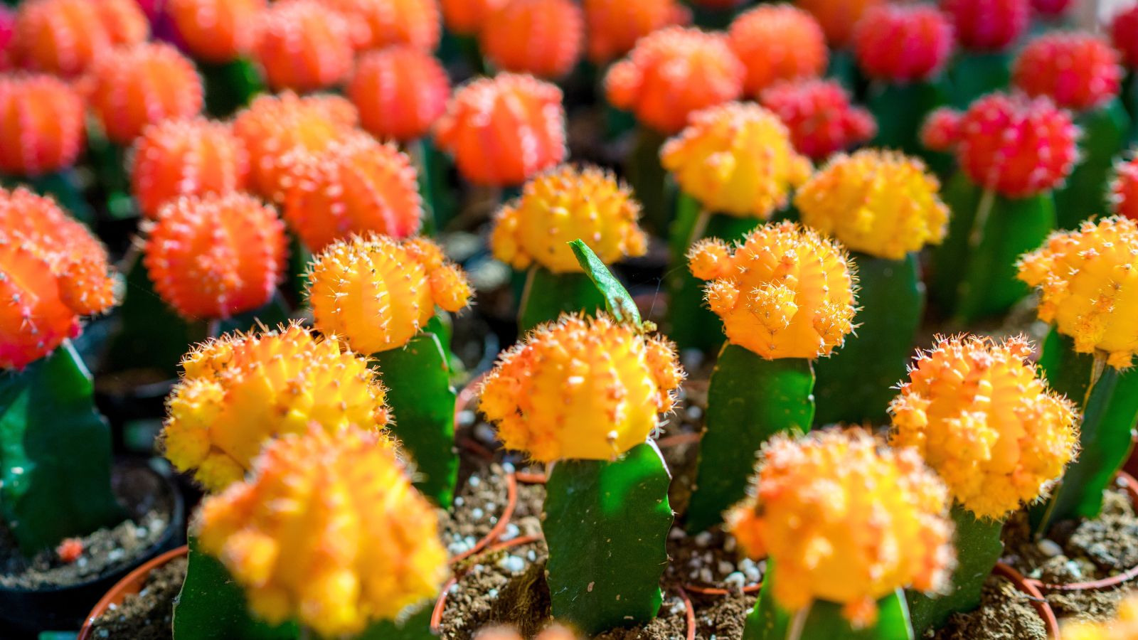 A composition of several colorful potted moon cacti with neon pink, orange, and yellow tops