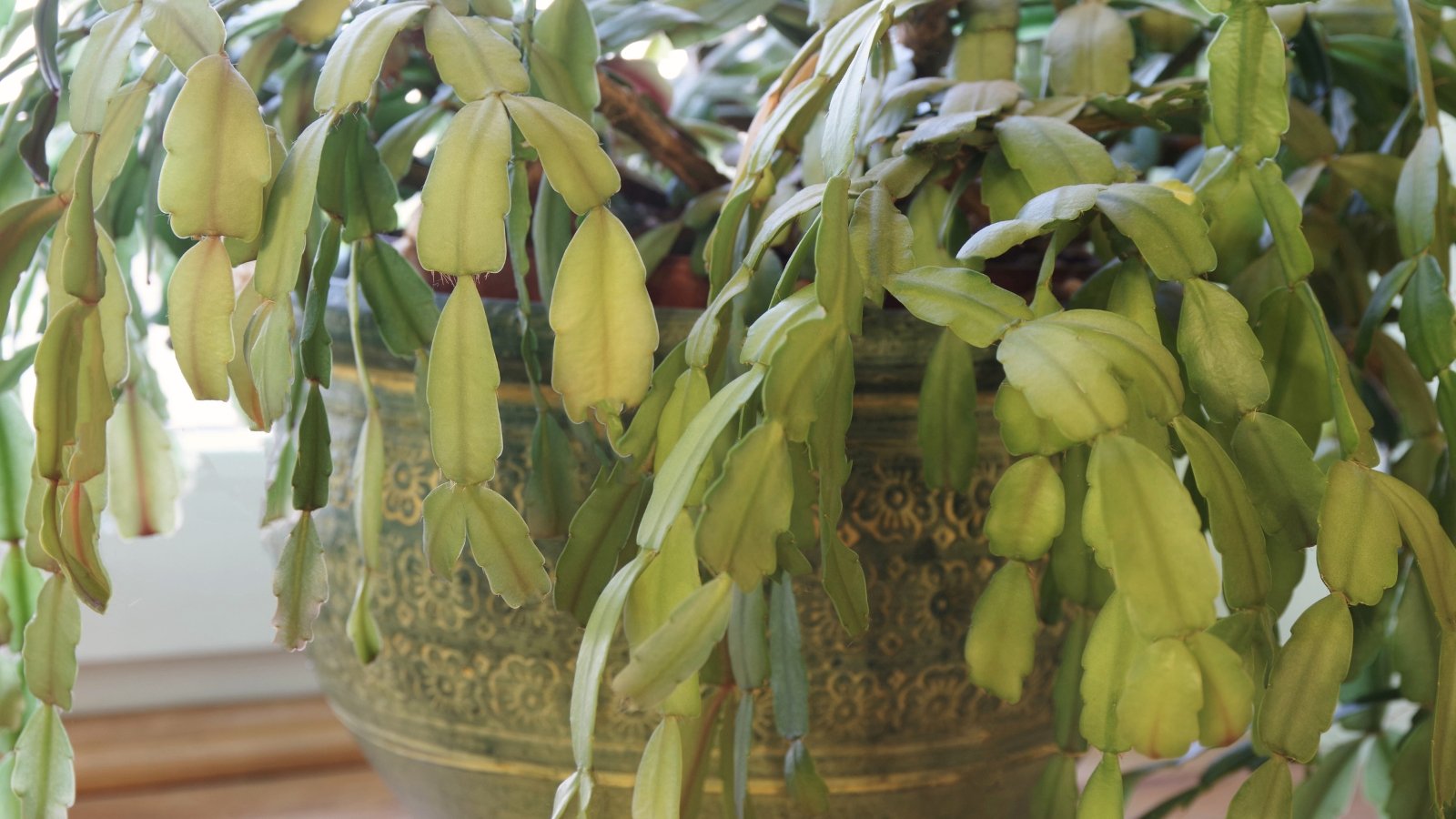 Segmented pale green stems in a large green clay pot on a bright windowsill